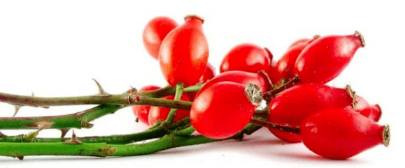 RosaRship -Beeren mit Zystitis